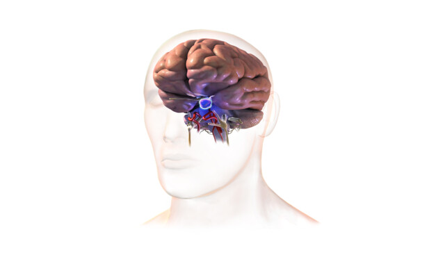 Pituitary Tumors: Causes, Symptoms, Treatment, Prognosis - StoryMD