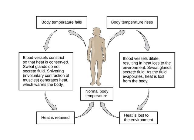 normal body temperature diagram