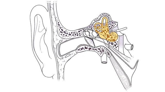 Ear Diagram With No Labels