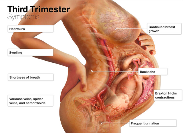 Third Trimester of Pregnancy - When It Starts, Weeks, More