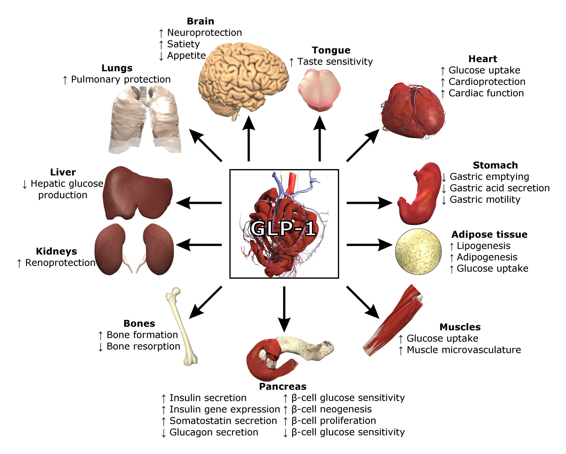 best glp-1 drugs GLP-1 Medications for Weight Loss