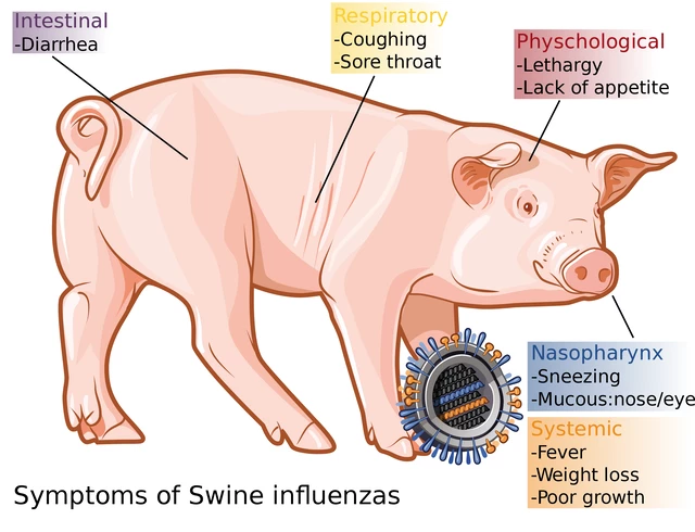 Key Facts About Swine Influenza (Swine Flu) in Pigs - StoryMD