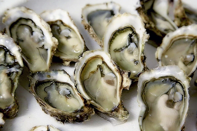 Eastern Oyster Seafood Facts StoryMD