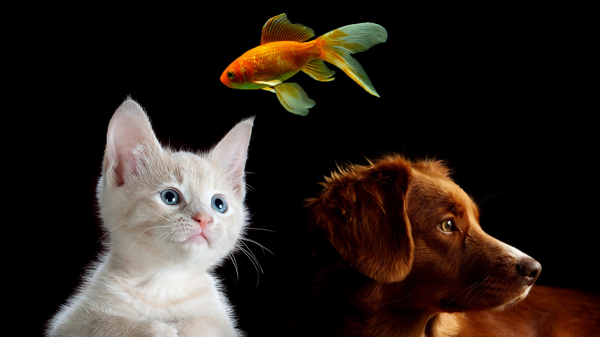 Pet Health - StoryMD