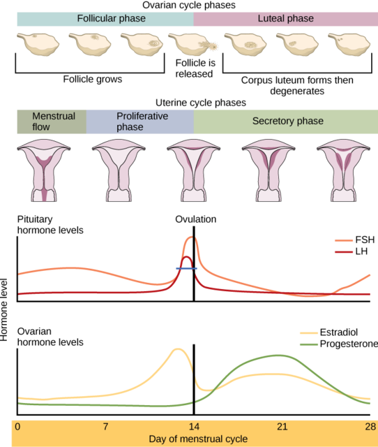 Women's Fertility and Menstrual Function - StoryMD
