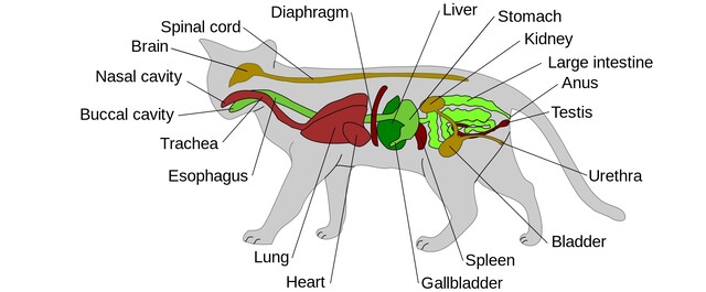 Pet Health