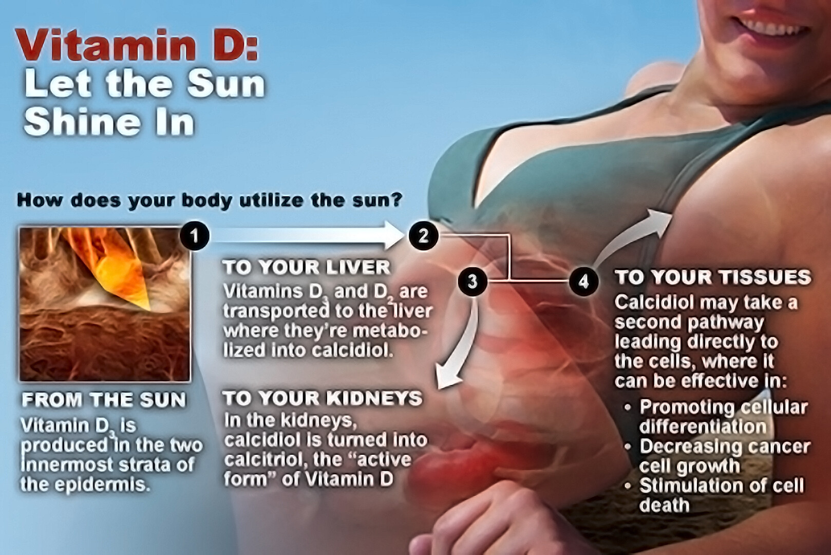 Does The Sun Supply Vitamin D