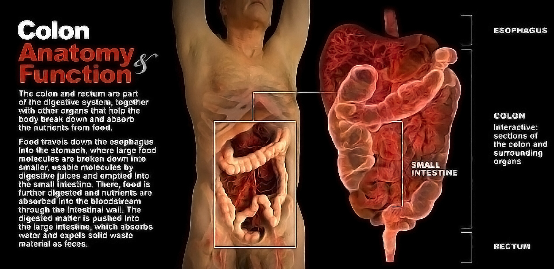 Digestive System: Function, Organs & Anatomy