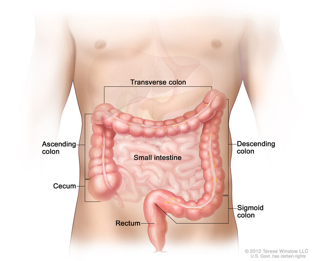 Large intestine with labels for the appendix, cecum, ascending