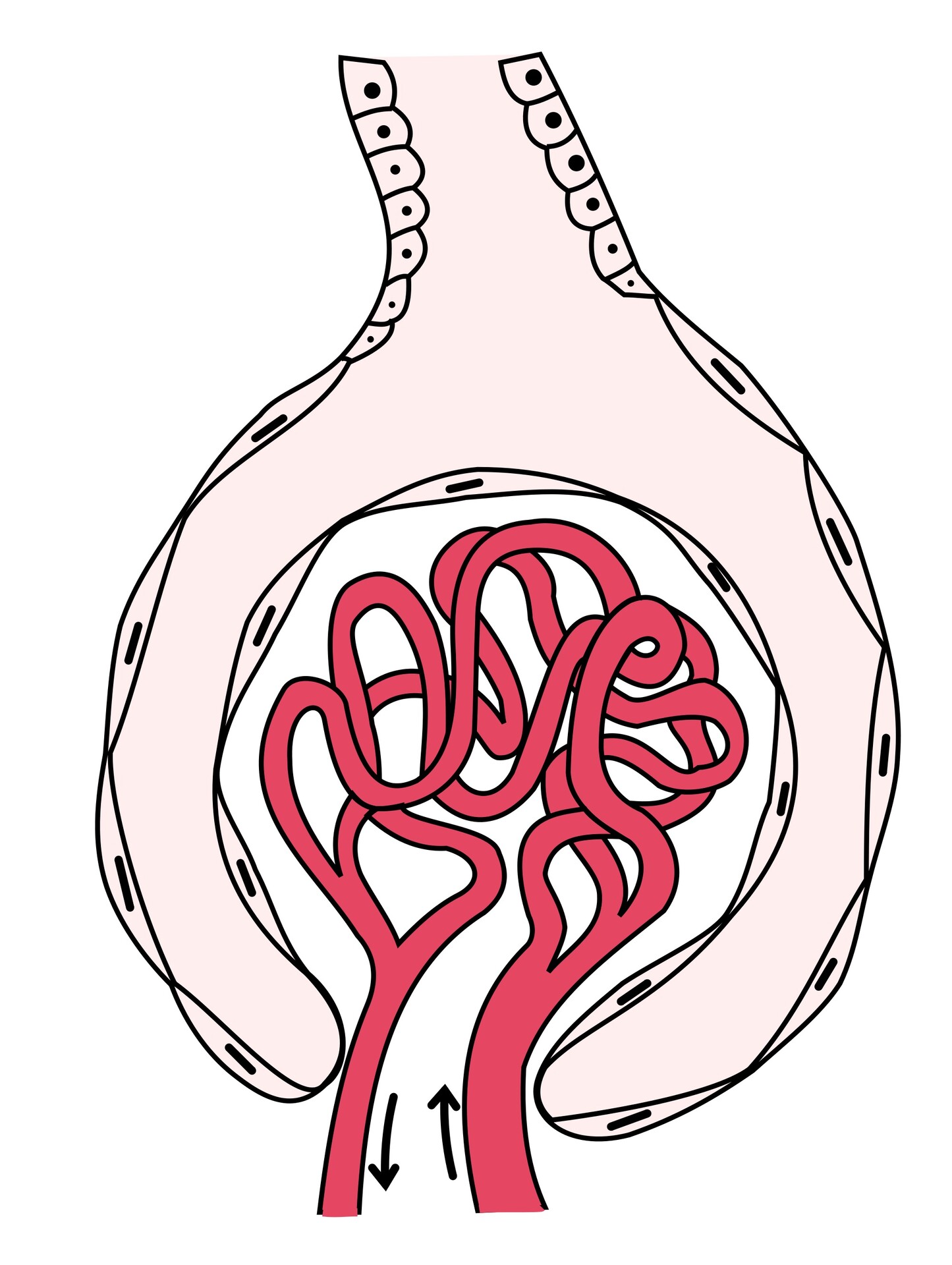 Solved] 1) DRAW a nephron and B) DRAW a kidney cross-section with the... |  Course Hero