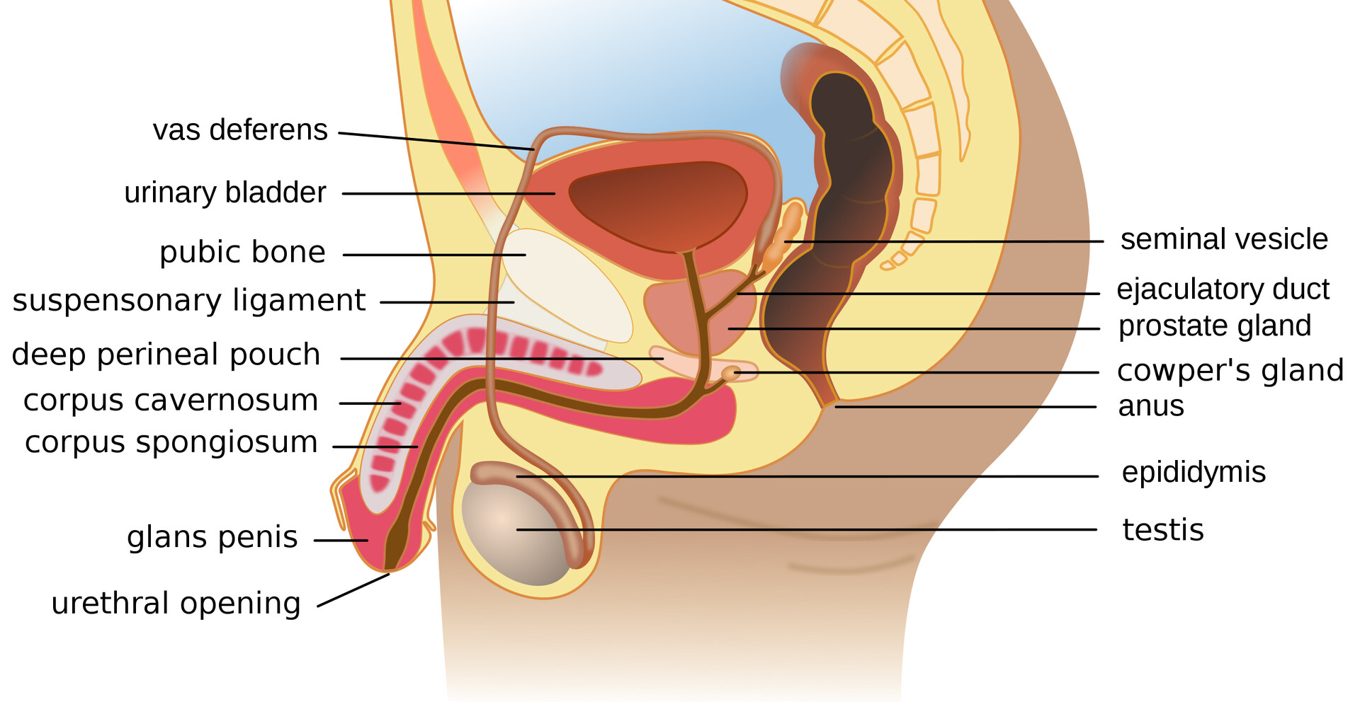 Ejaculatory Duct StoryMD