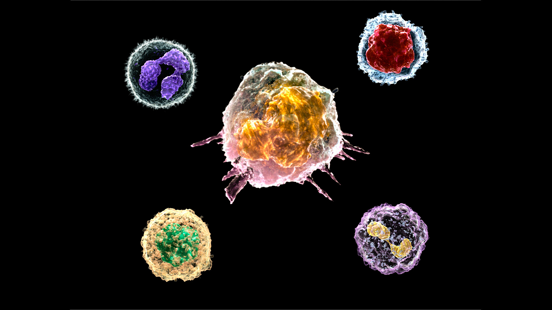 White Blood Cell Count Why Is It Done And What The Results Mean StoryMD