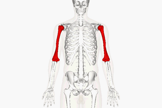Bones of the Upper Limb - StoryMD