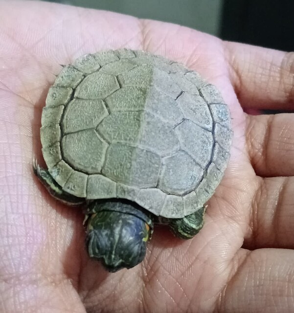 Pet Turtle