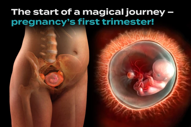 The First Trimester of Pregnancy: What to Expect Week-by-Week