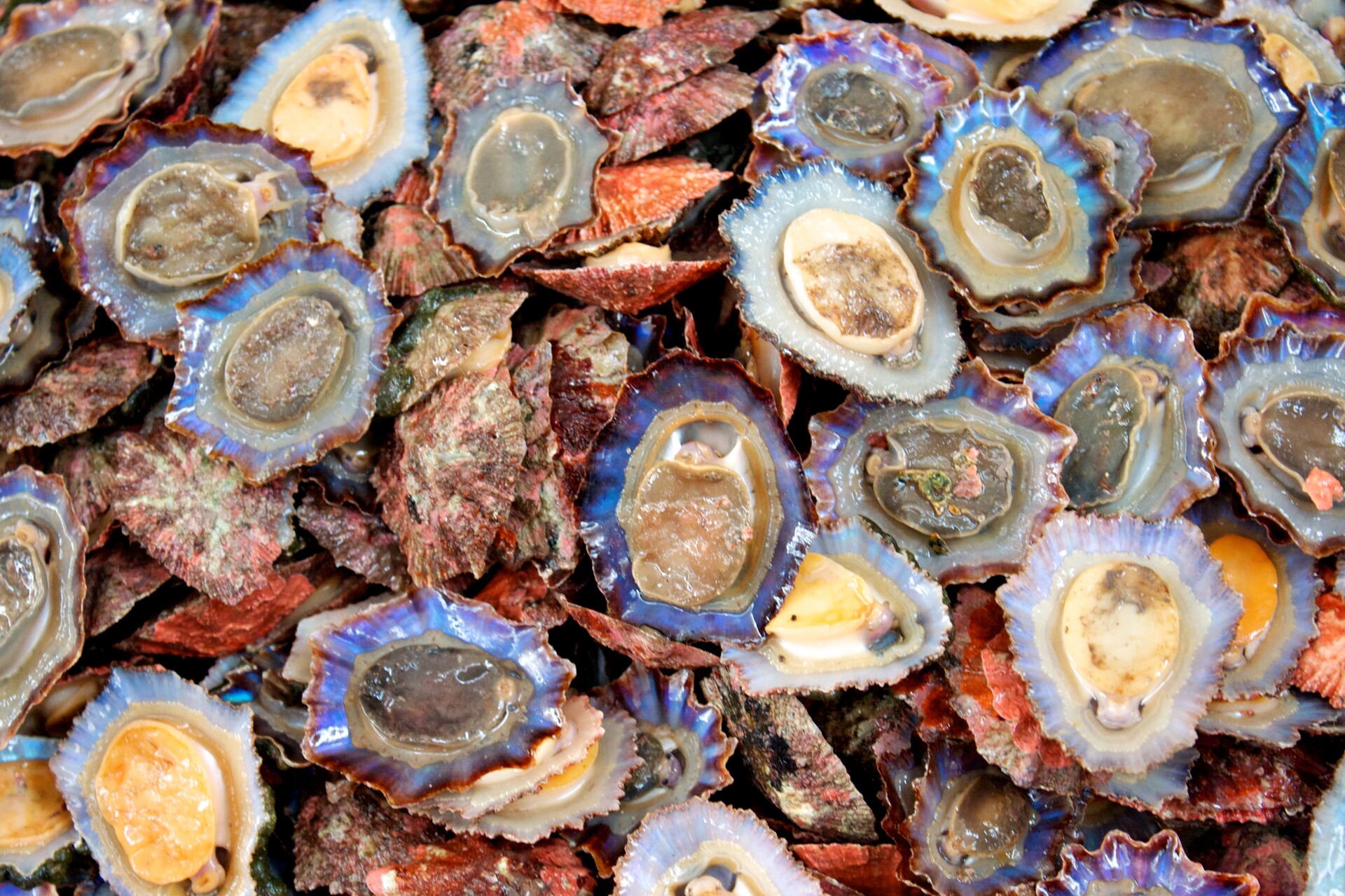 Which Shellfish Are Most Likely to Cause an Allergic Reaction? StoryMD