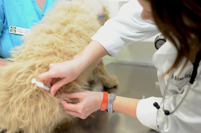Caring for household pets