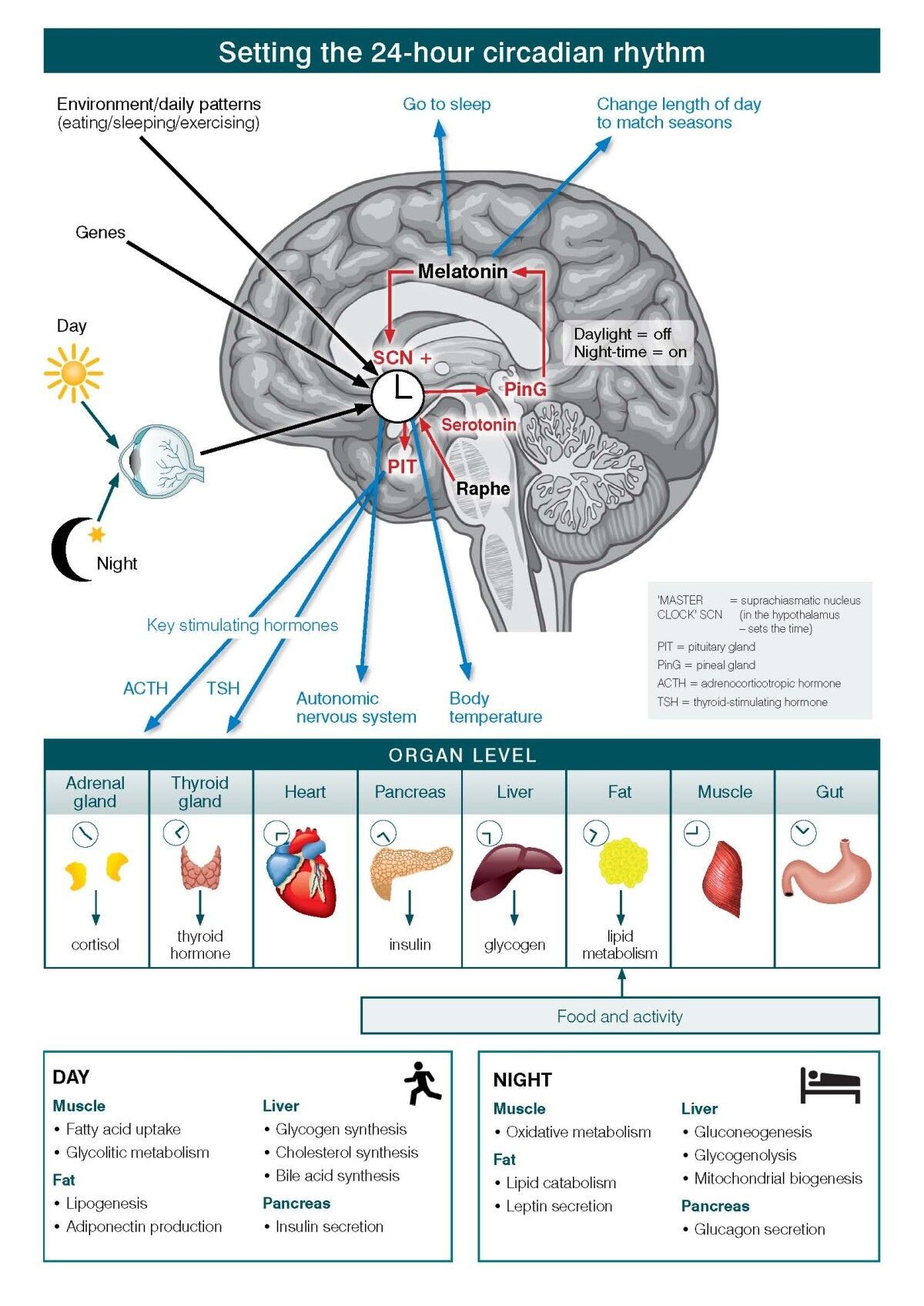 how-do-circadian-rhythms-affect-health-storymd