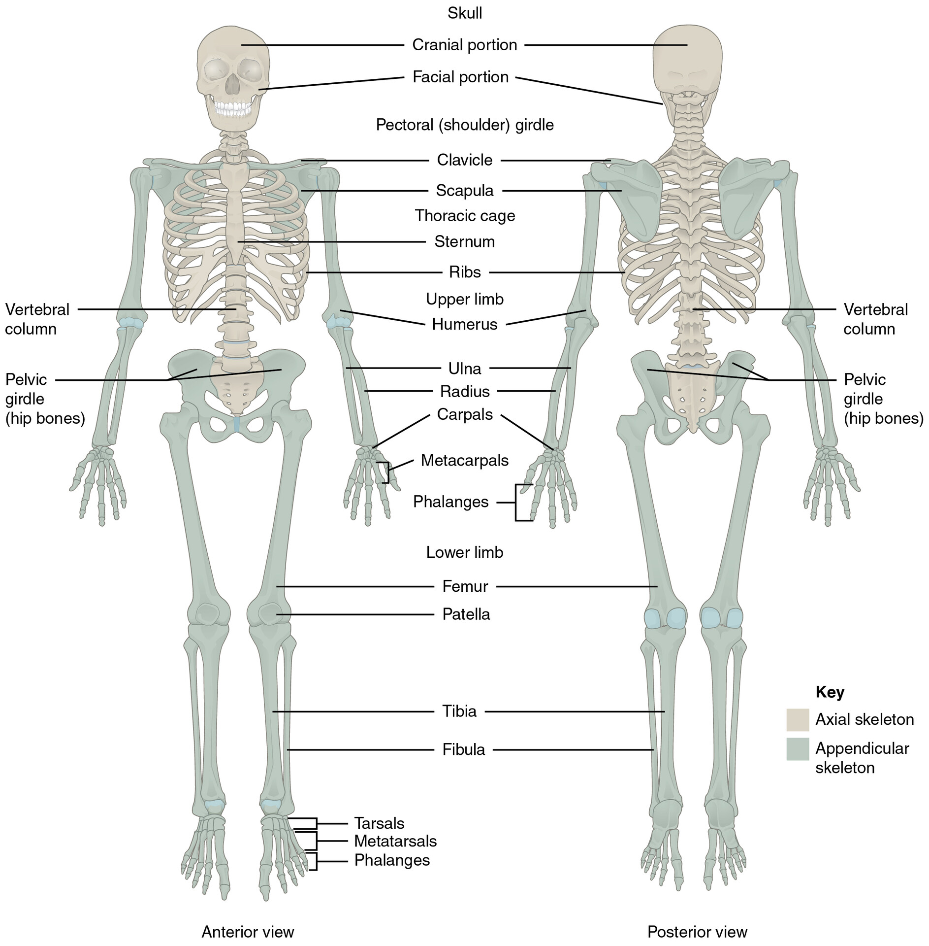 thoracic cage diagram labeled