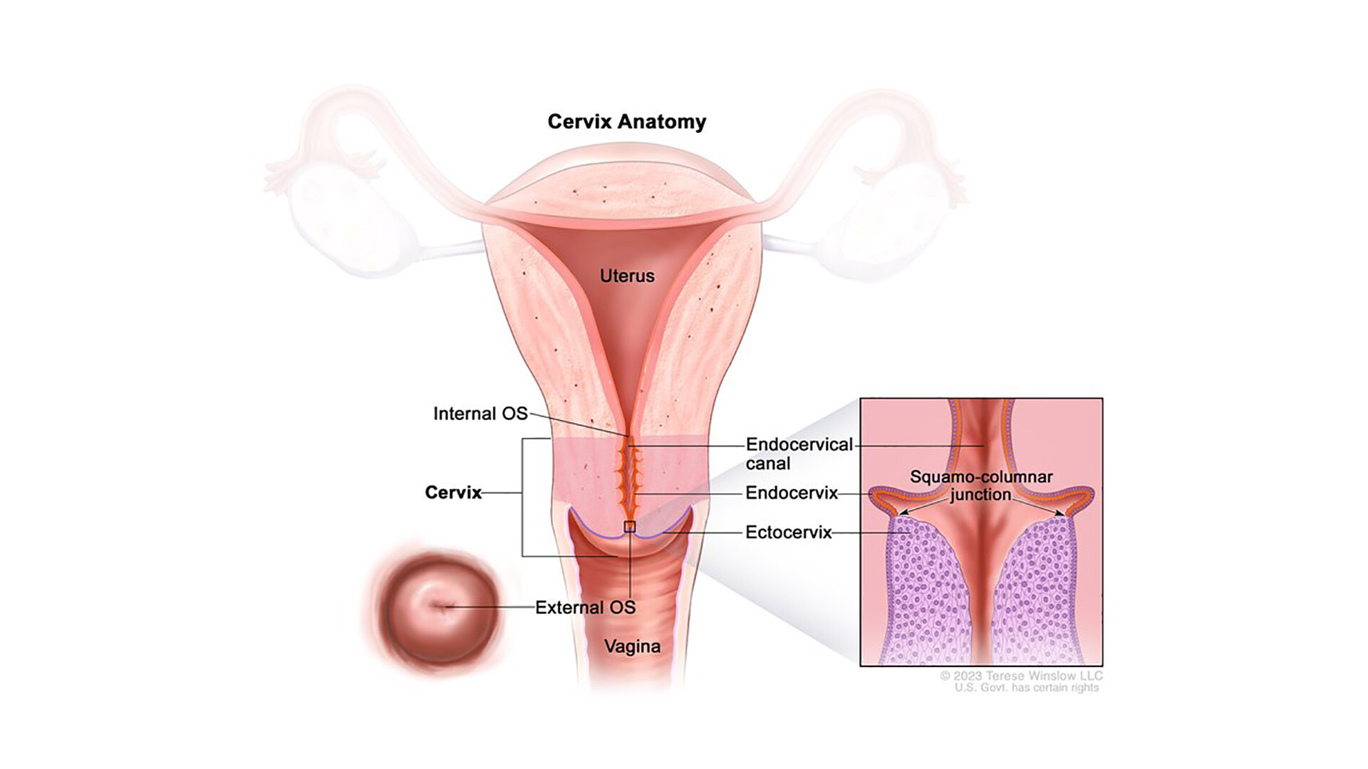 cervix Cervix Anatomy NCI - StoryMD