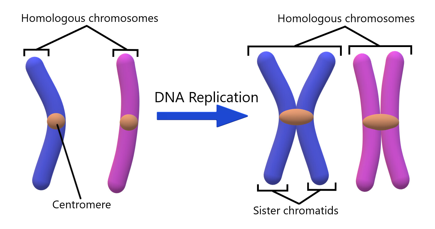 Beckwith Wiedemann Syndrome Genetics