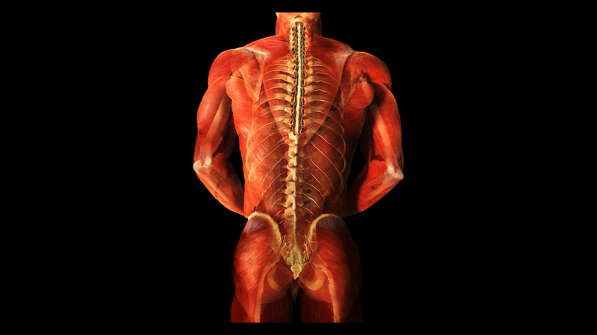 What Are Vertebral Compression Fractures? - StoryMD