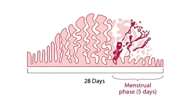 Is my Period Heavy? - Heavy Period Talk