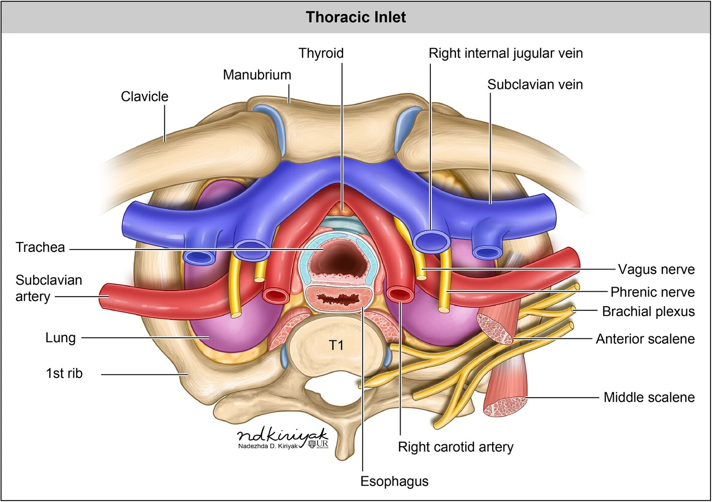 Anatomy Of The Median Nerve - Everything You Need To Know - Dr. Nabil  Ebraheim 