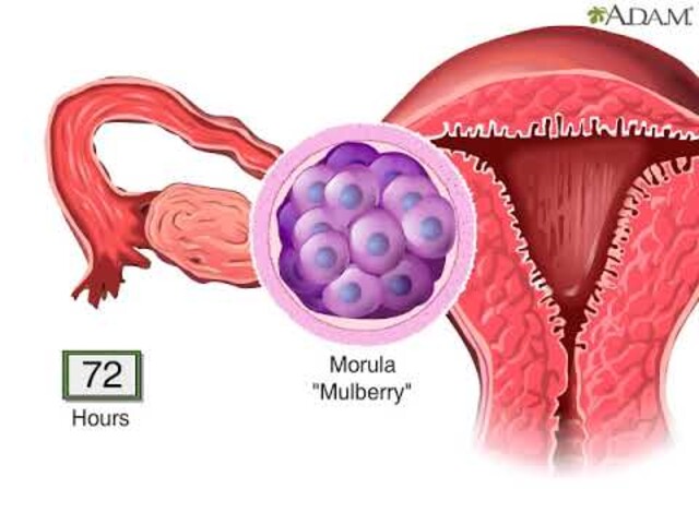 Pre-Implantation Embryonic Development - StoryMD