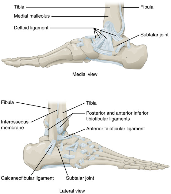 黒 桜古典 【絶版】Inman's Joints of the Ankle | mts-solutions.fr