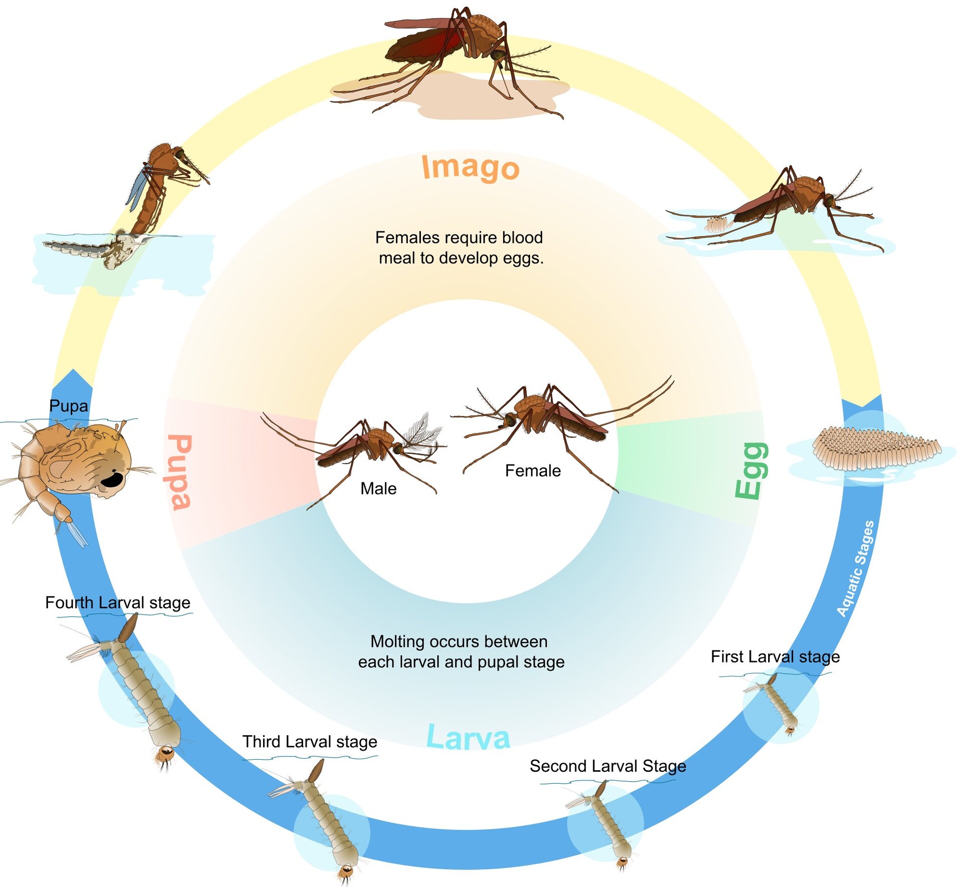 aedes mosquito life cycle youtube
