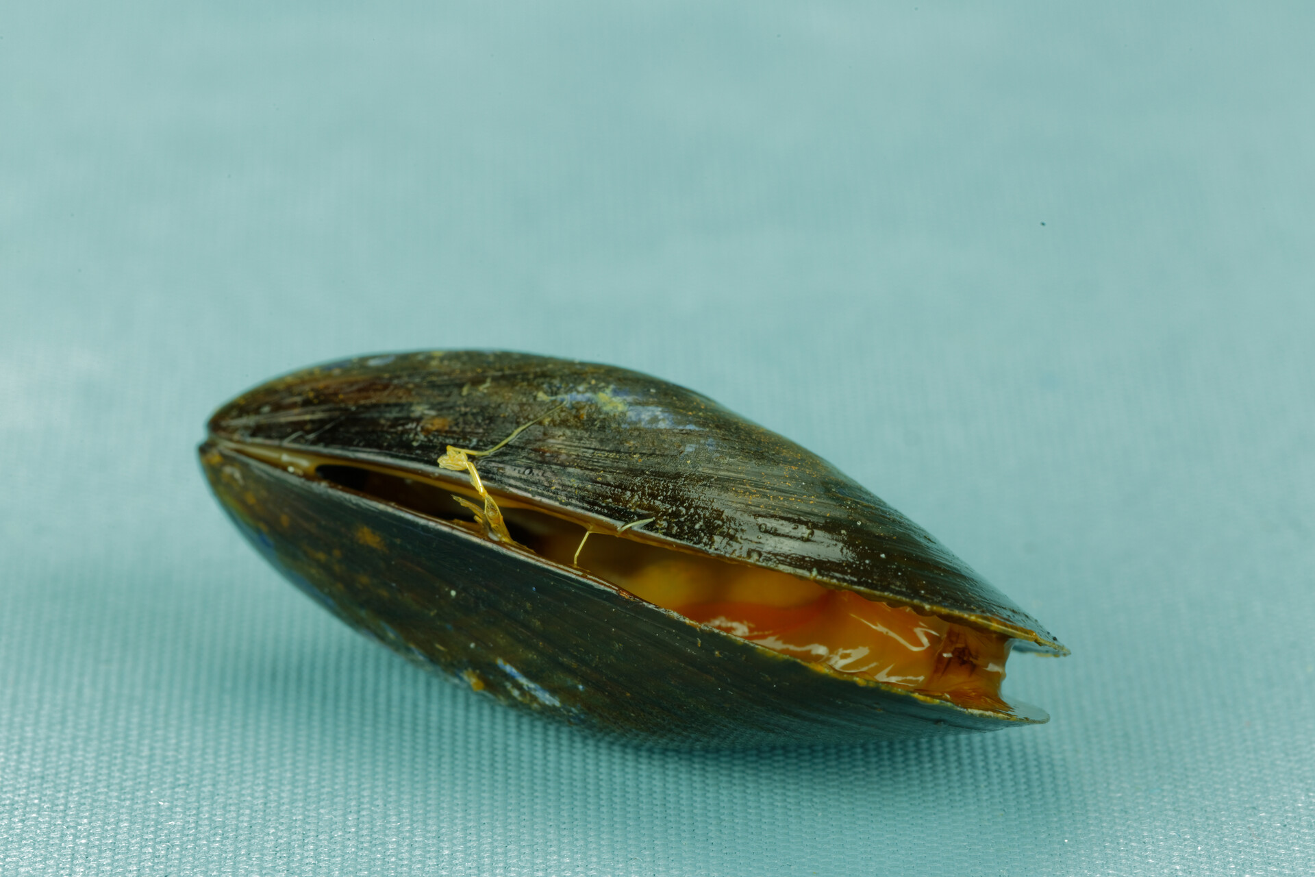 Blue Mussel (Mytilus edulis): Seafood Facts & Safety - StoryMD