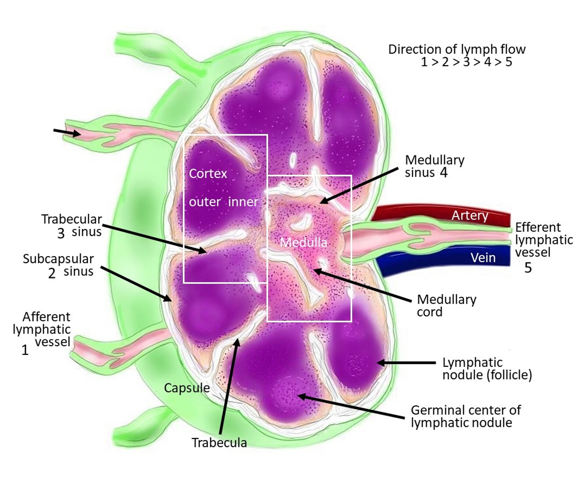 Lymph Node Function & Location