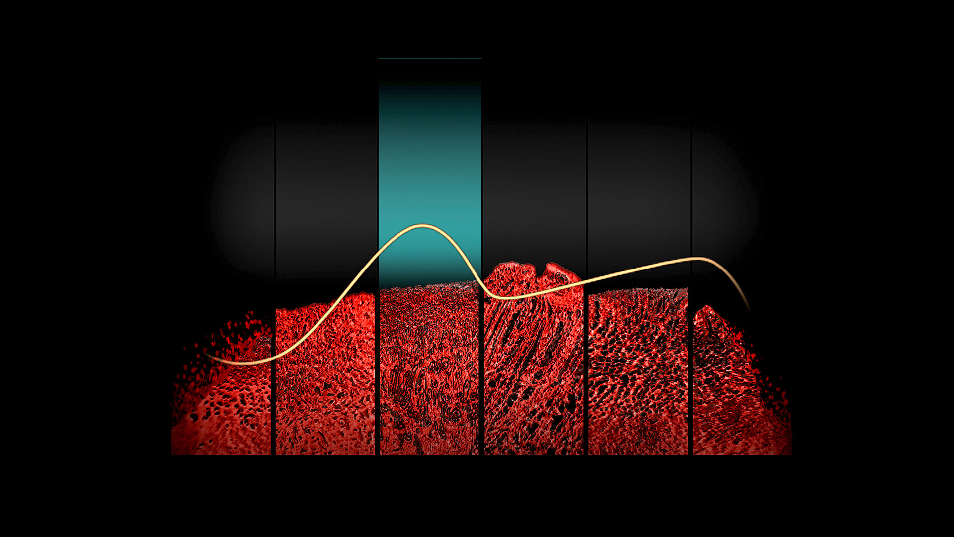 Understanding a Woman's Fertility Cycle 