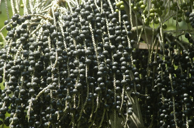 Acai Tree