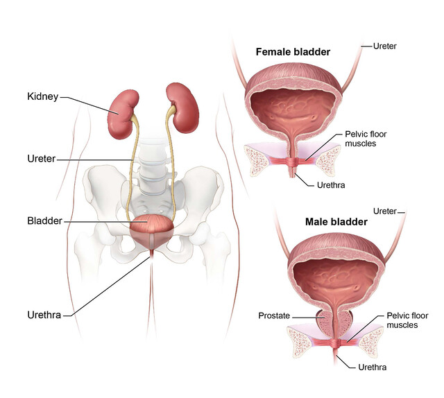 Urinary Bladder Gross Anatomy