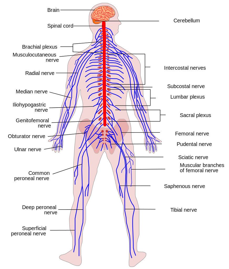 Nerve Plexuses of the Body - StoryMD