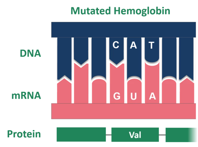 Point Mutation In Sickle Cell Anaemia
