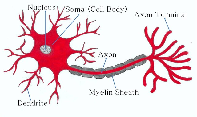 Myelin Sheath - StoryMD