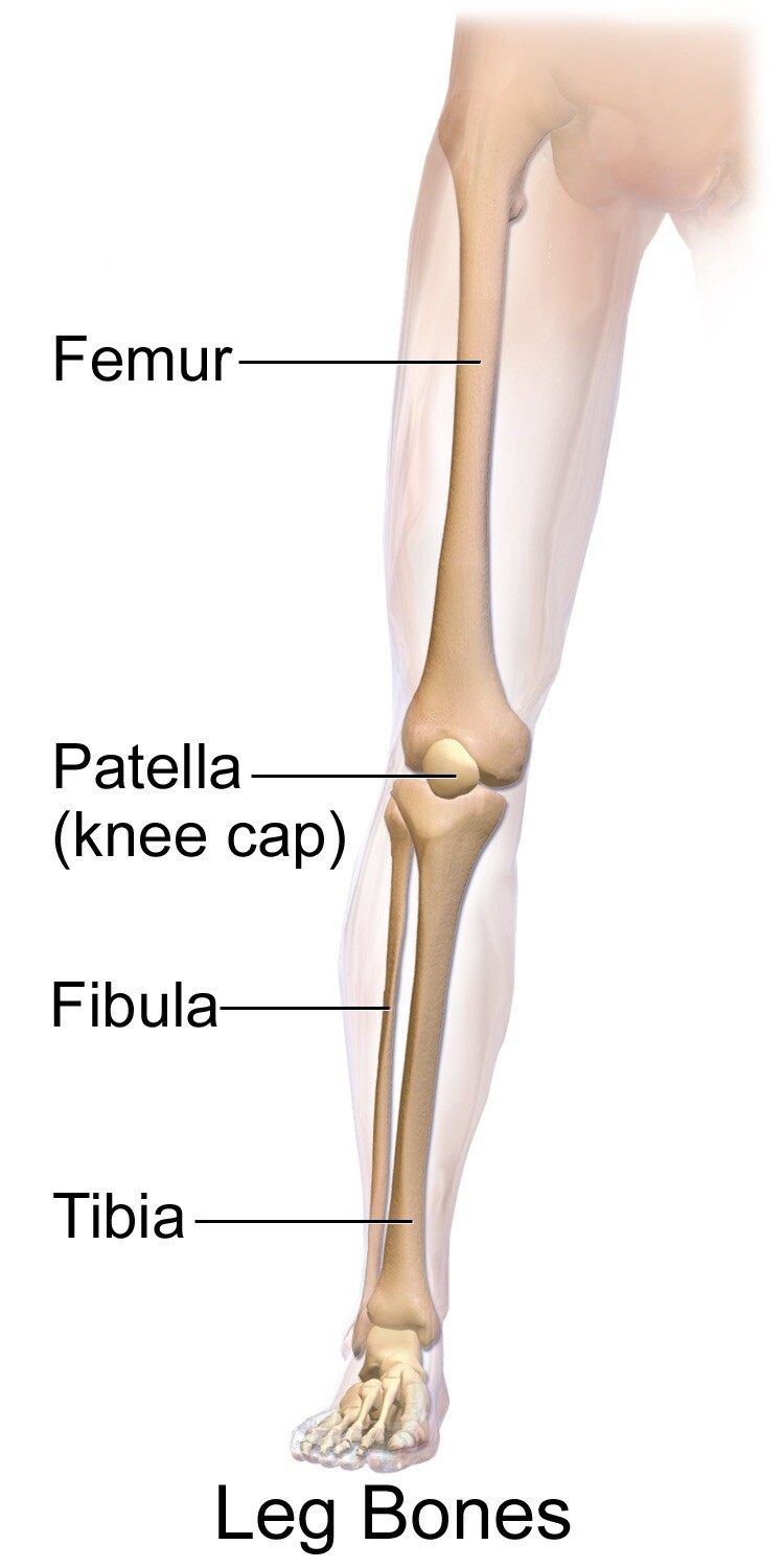 Small knee deals cap