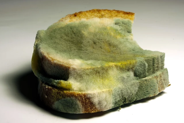 Is Moldy Bread Bad for You? It May Contain Harmful Mycotoxins