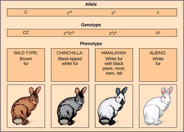 What is a deals phenotype