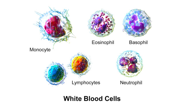 Lymphocytes - StoryMD