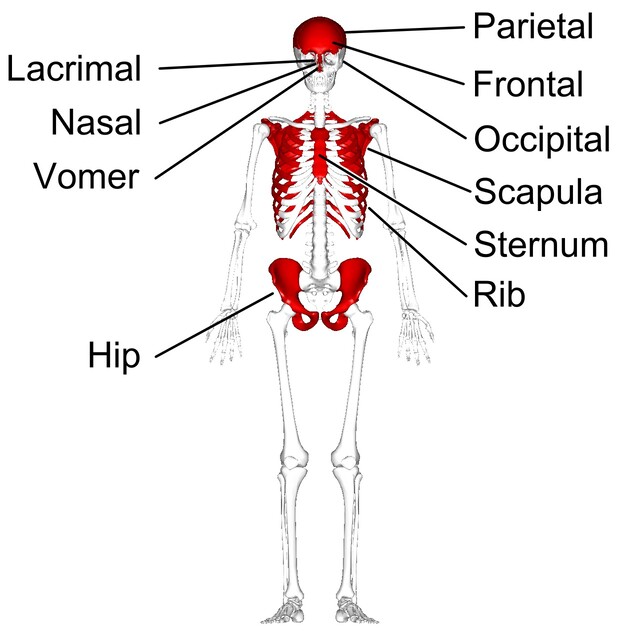 Structure Of The Rib Cage - How Many Ribs In Human Body - What Is The  Sternum 