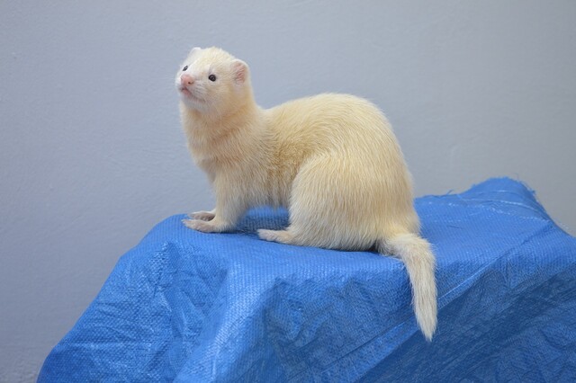 Huron, Hurolates, Pets, Ferrets