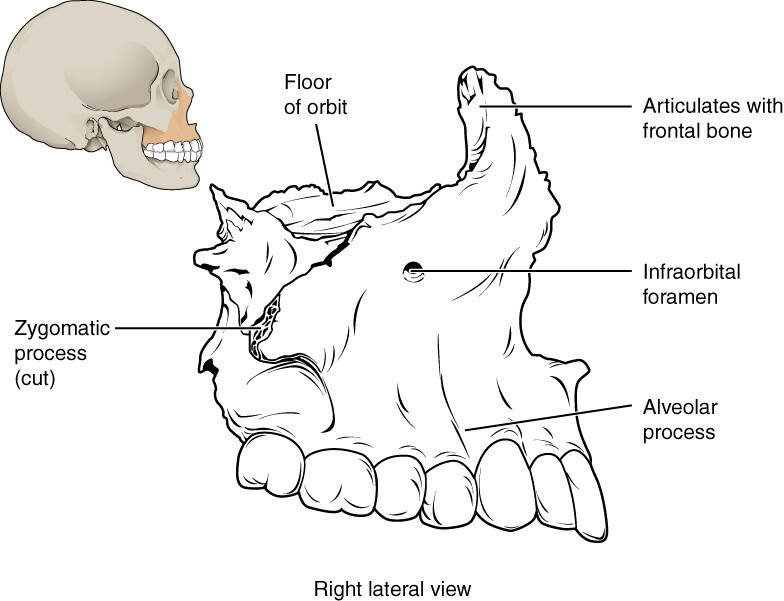 maxillary bone