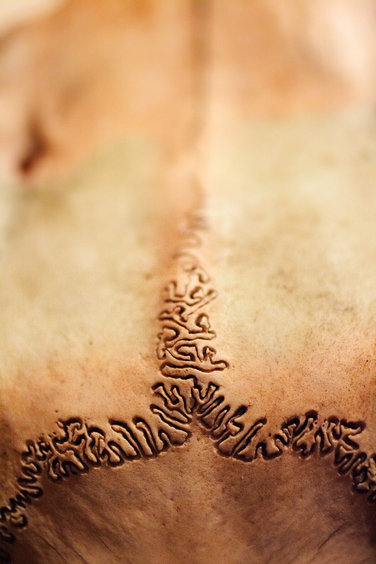 Sutures of the Skull Biology Diagrams