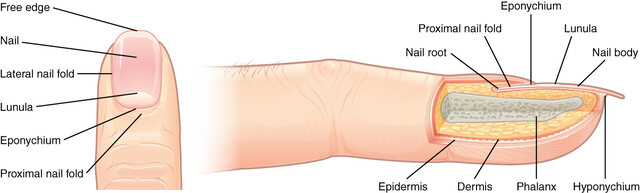 Types of Nail Disease