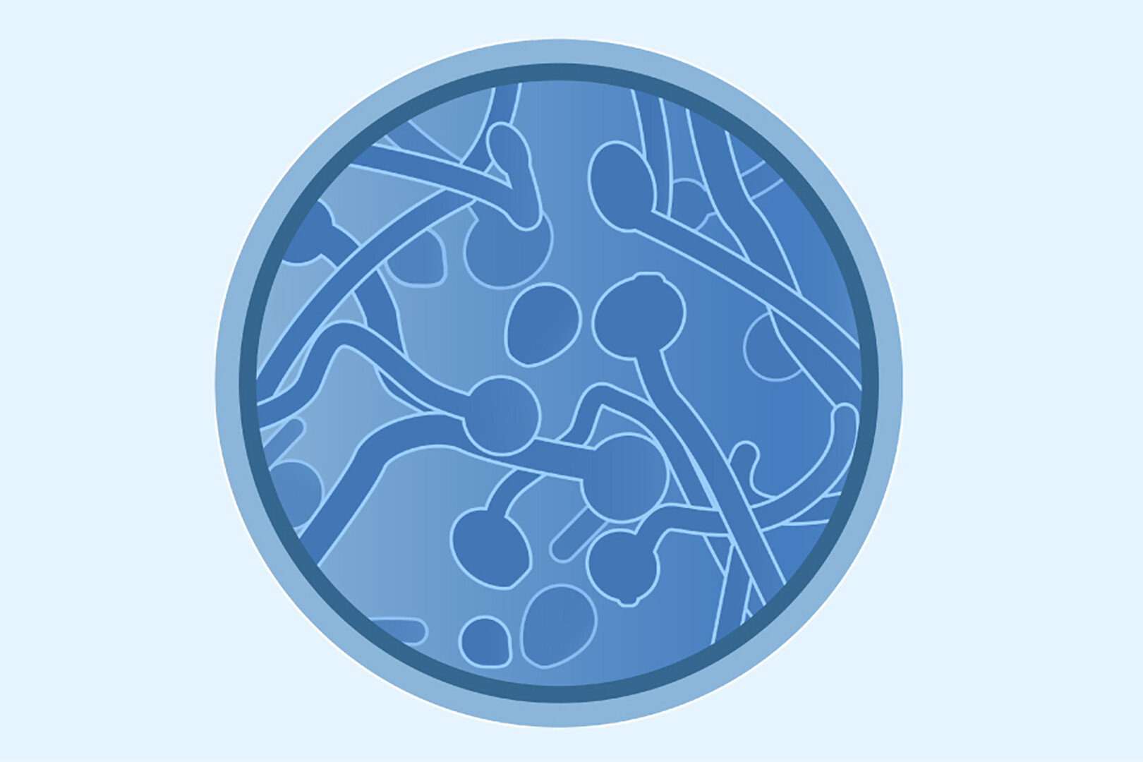 Кандида шоу. Кандида аурис. Fungal diseases Diagnostics.