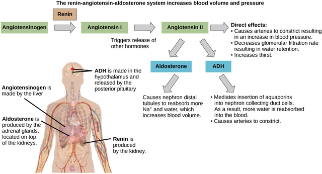 Nephrogenic Diabetes Insipidus Diabetes Insipidus | Concise Medical
